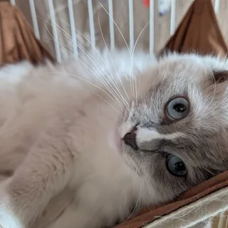 そら先生のモデルになったラグドールの猫